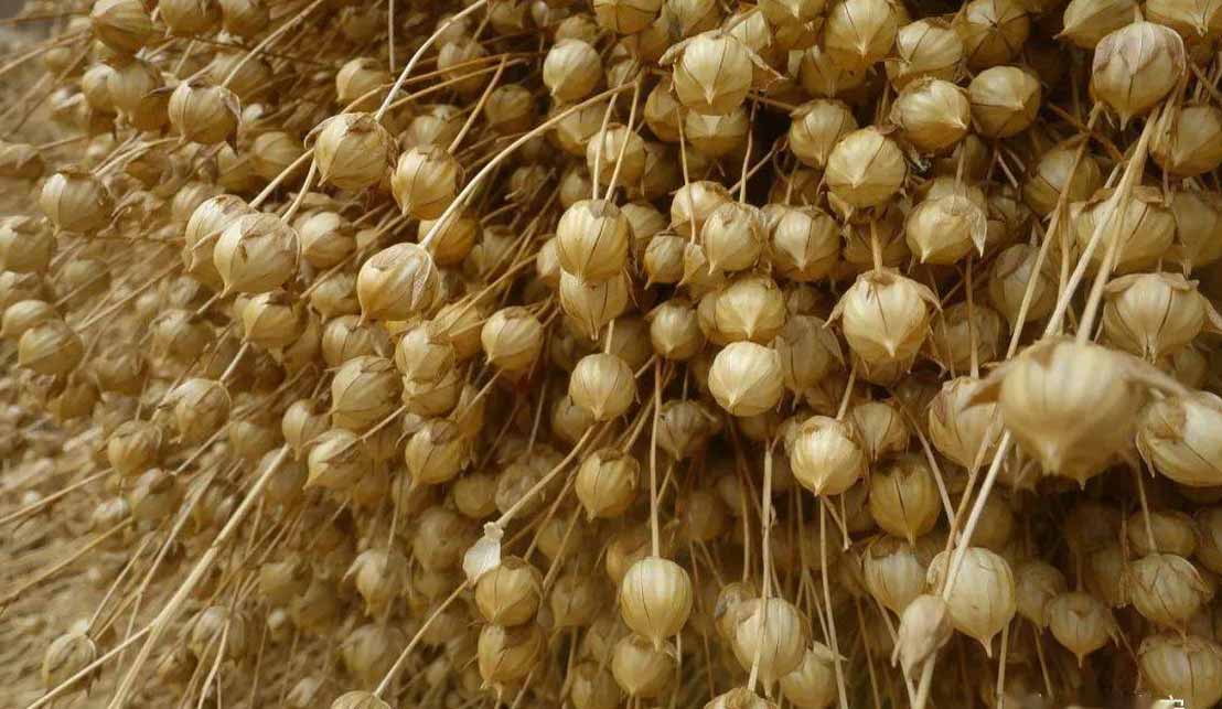 亞麻籽休閑食品